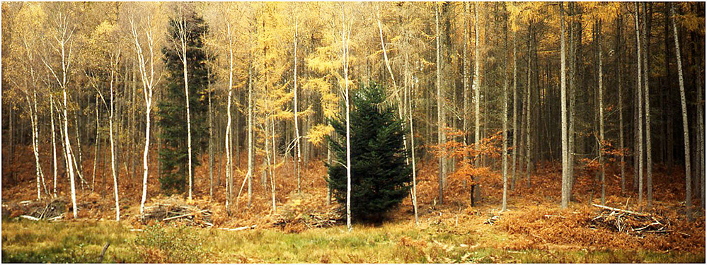 Autumn Tree Frieze, Bolderwood